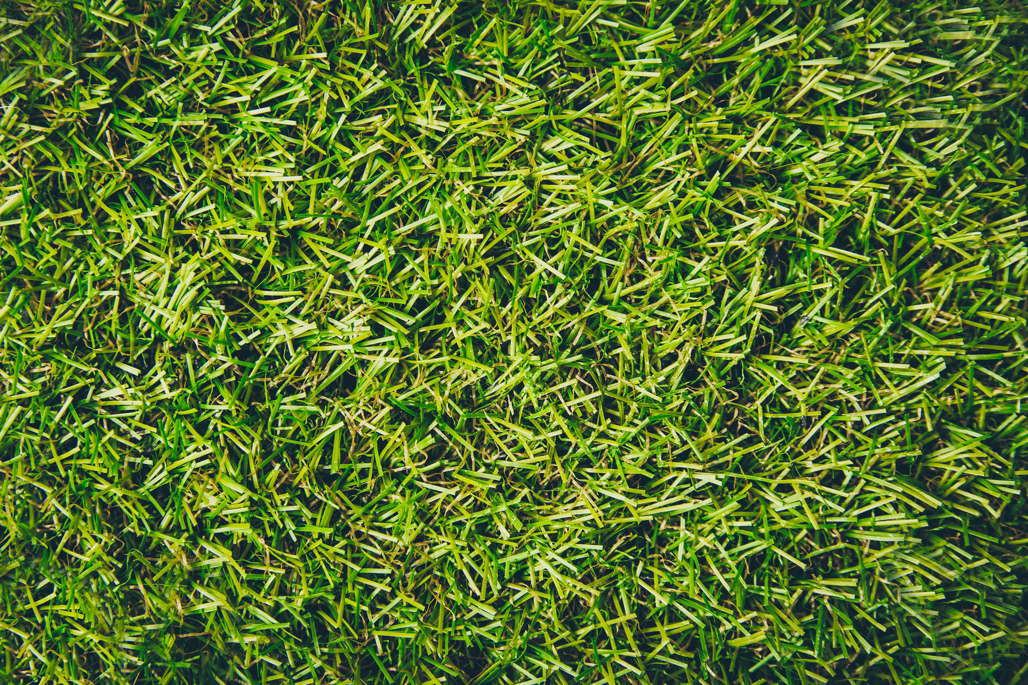 turf vs grass